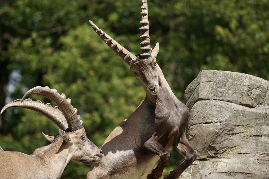 Ibex, Male, Horned, Mammal, Nature, horns, capricorn, alpine, HD wallpaper
