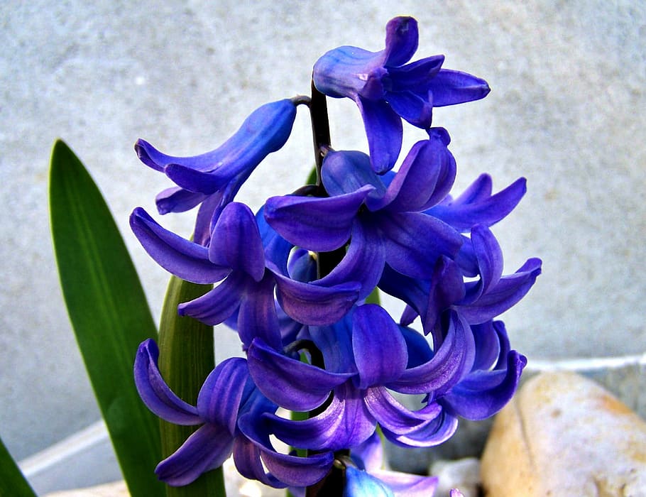 hyacinth, spring, blue, nature, flower, plant, petal, close-up HD wallpaper