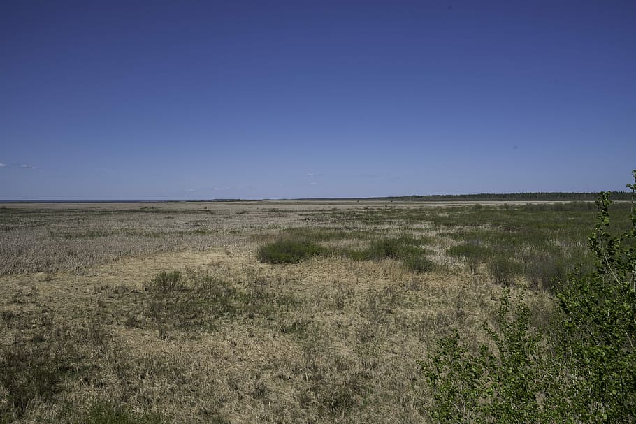 Grassland landscape with clear sky at Hecla Provincial Park, blue, HD wallpaper