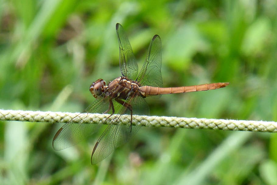 dragonfly, insect, nature, invertebrate, animal themes, close-up HD wallpaper