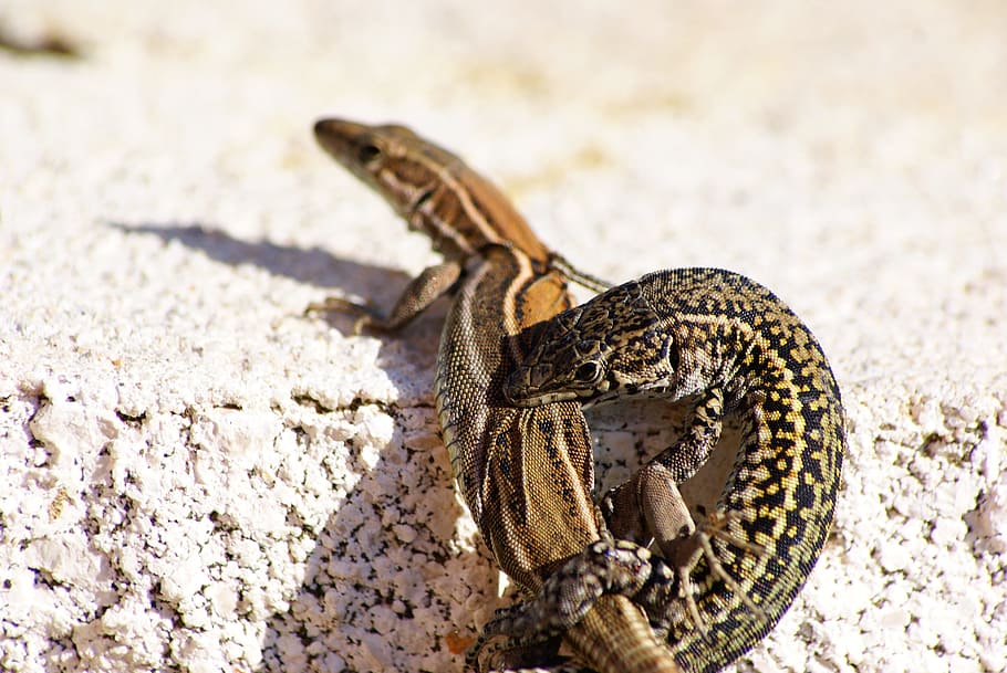 Lizards, Reptiles, Cold Blooded Animals, green, nature, scales HD wallpaper