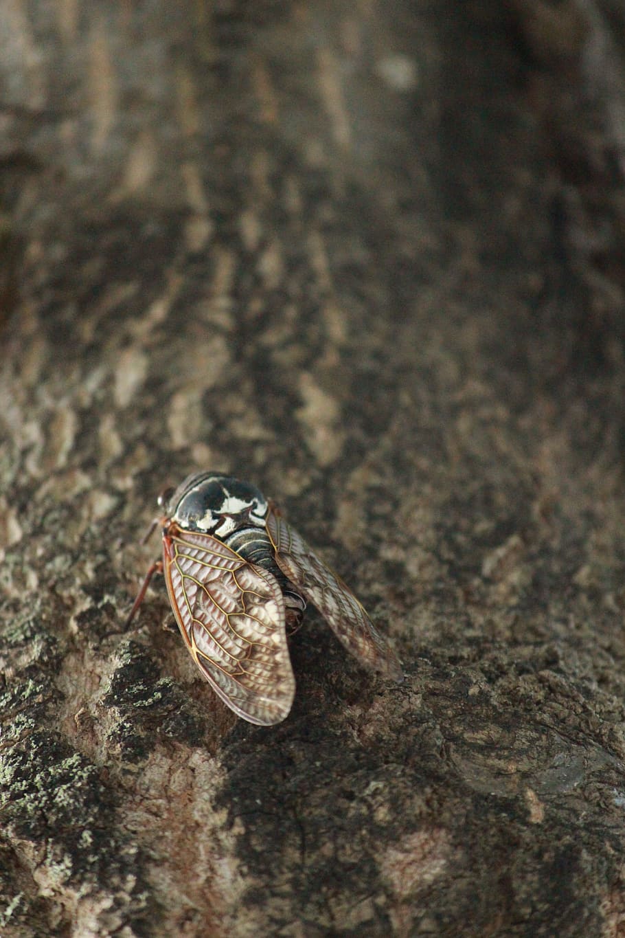 cicada, tree, insect, japan cicada, animals in the wild, animal wildlife, HD wallpaper