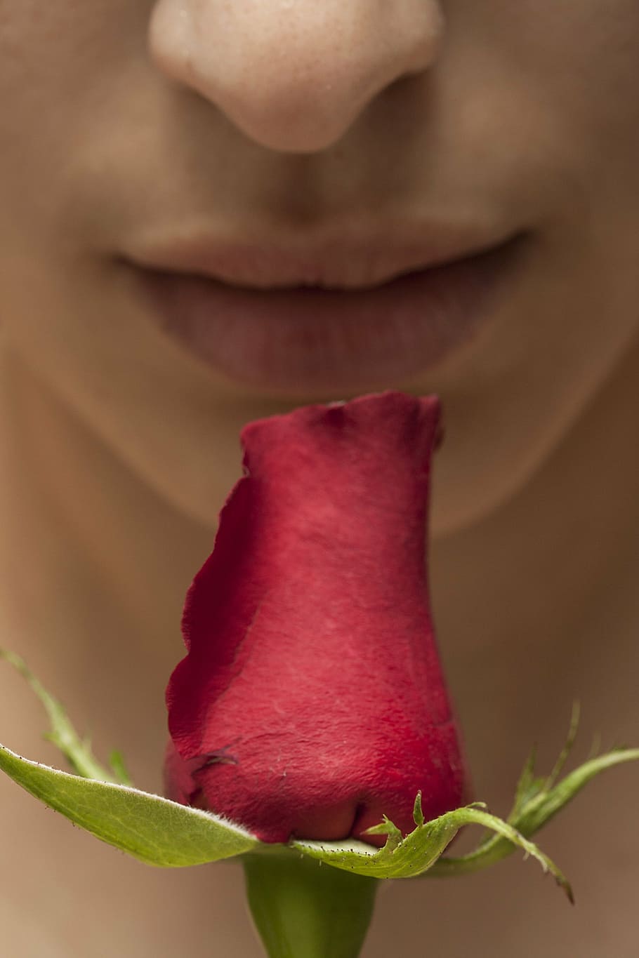 red rose near person's lips, romance, flower, macro, closeup HD wallpaper