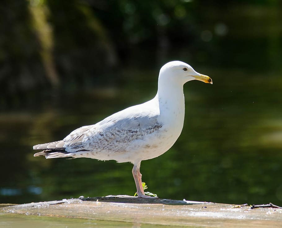 Herring, Gull, Fly, bird, nature, animal, wildlife, seagull HD wallpaper