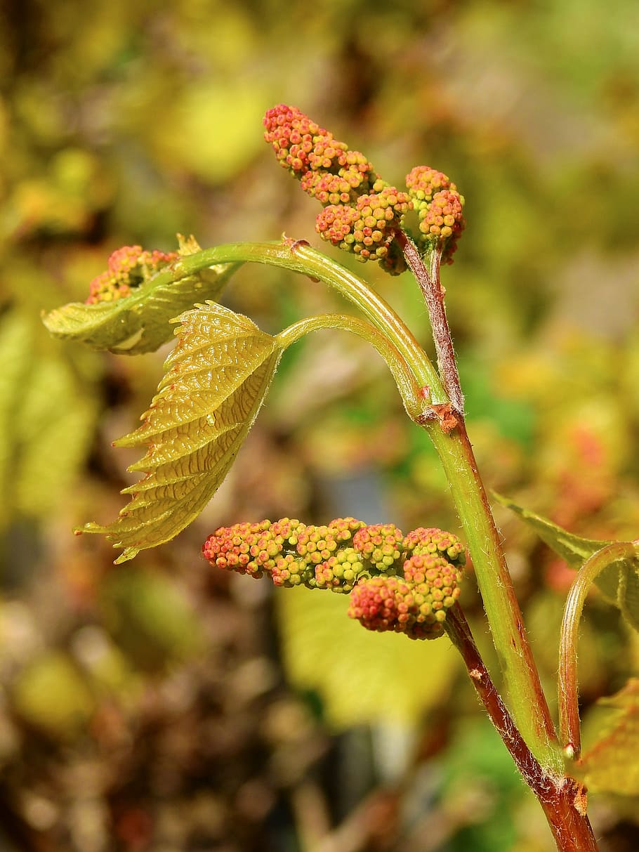 grape, fruit, grapevine, winegrowing, nature, plant, spring HD wallpaper