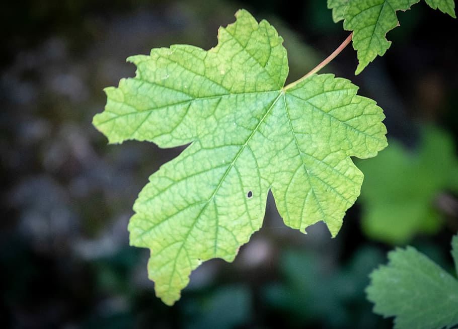leaf, maple, oak leaf, maple leaf, green, close up, macro, nature HD wallpaper