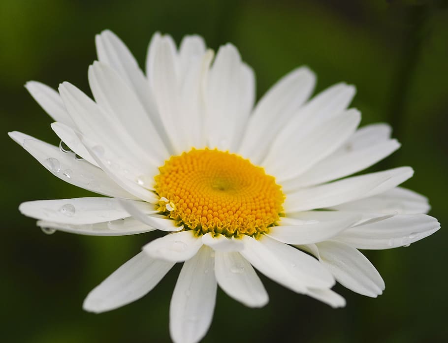 daisy, flower, nature, spring, blossom, white, fresh, bloom HD wallpaper