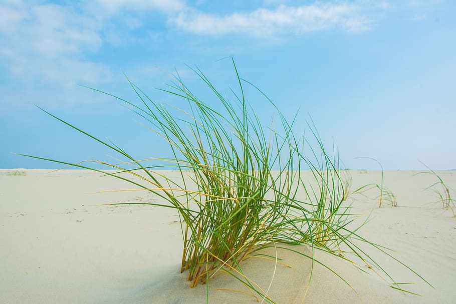 green grass on dessert, borkum, beach, nature, no people, sand HD wallpaper