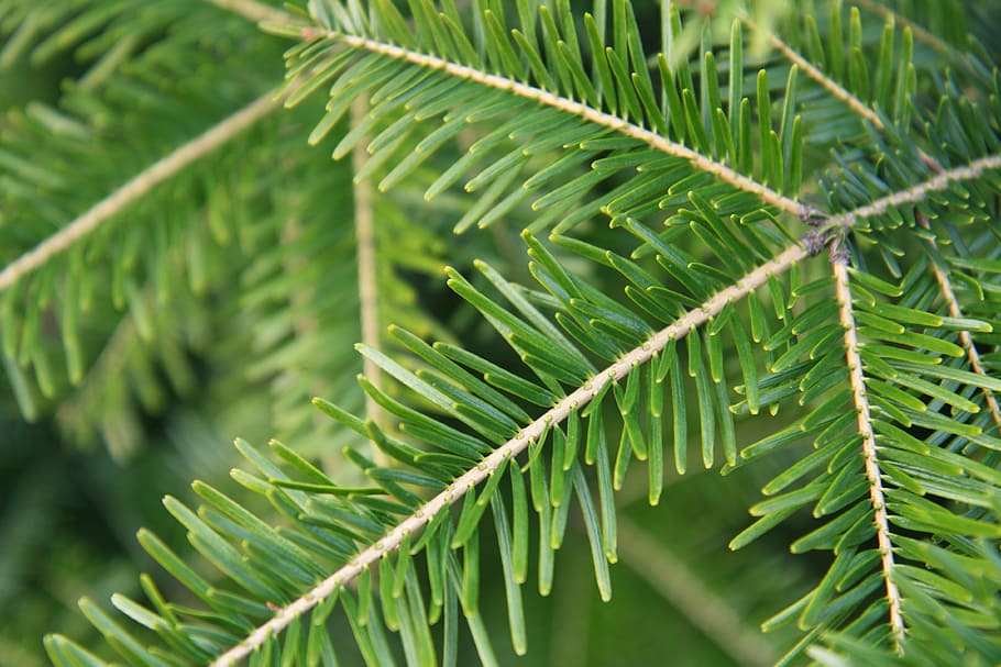 closeup photo of pine tree leaves, background, branch, branches HD wallpaper