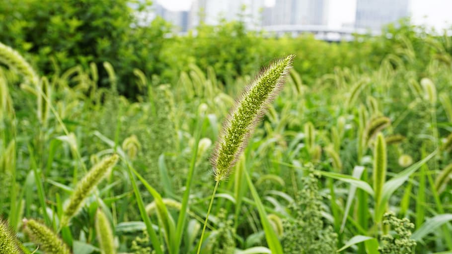 plants, nature, summer, leaf, growth, green color, focus on foreground HD wallpaper