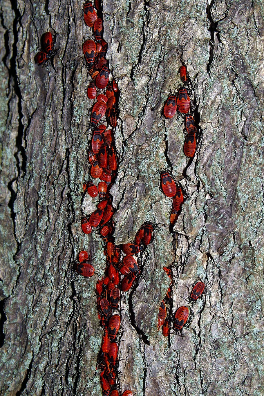 Smith, Wingless, Insect, Cemetery, smith wingless, red, tree HD wallpaper