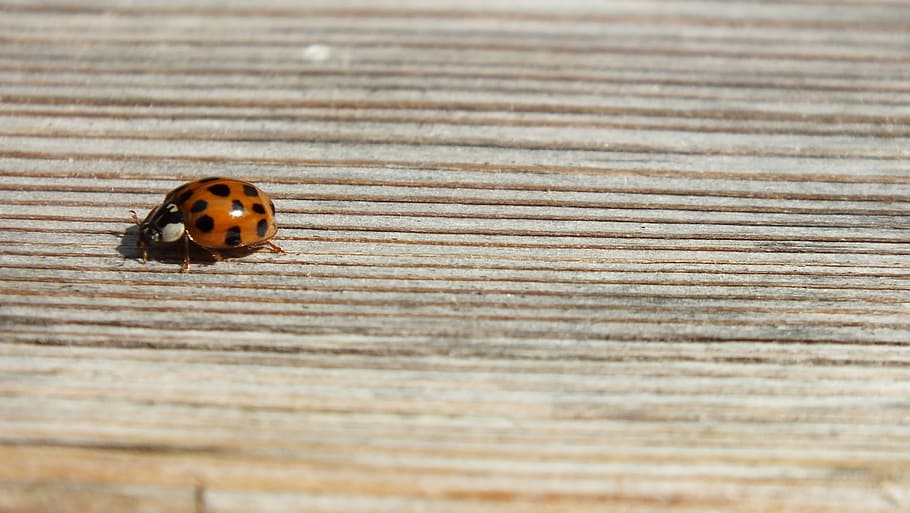 nature, animal, beetle, animal themes, animals in the wild HD wallpaper