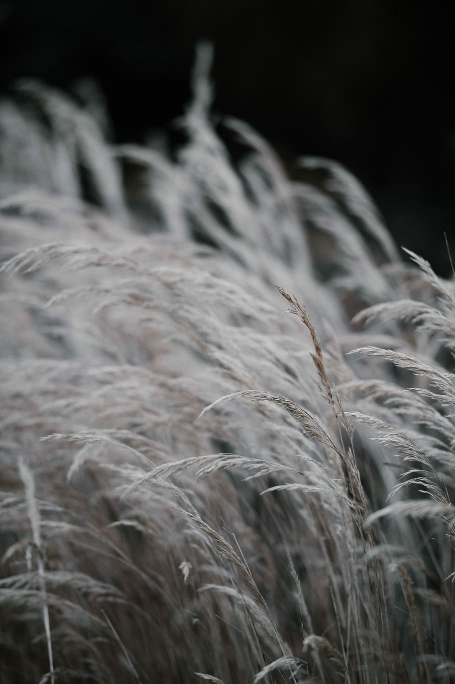 Grass, white plant field photography, no people, close-up, selective focus HD wallpaper