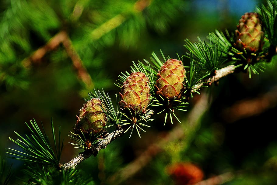 macro photography of brown pine cone, cones, larch, tree, iglak