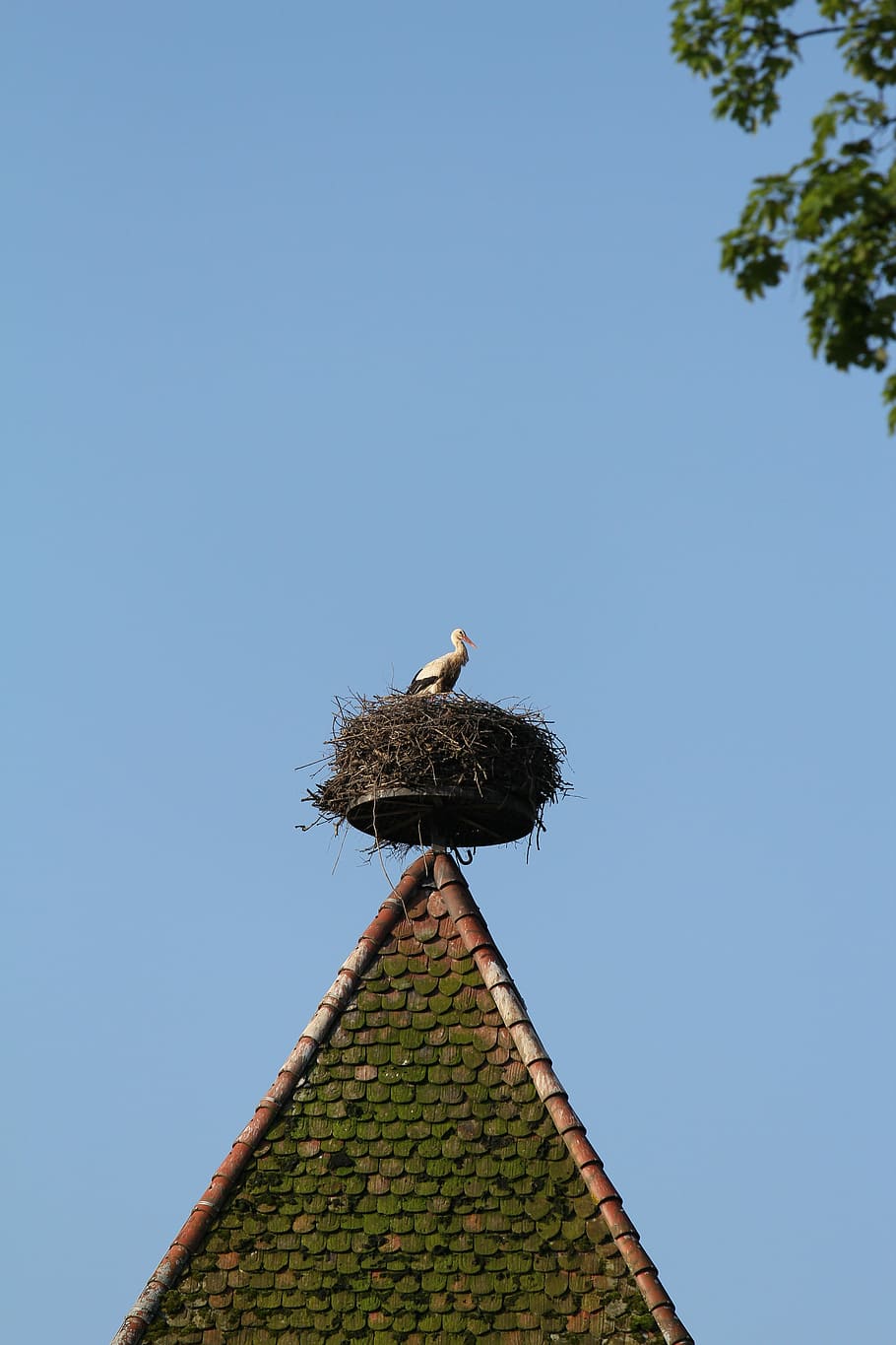 Stork, Nest, Storks, Breed, storchennest, rattle stork, bird, HD wallpaper