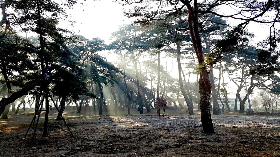sunshine, pine, forest, solar, sunrise, tree, plant, land, growth HD wallpaper
