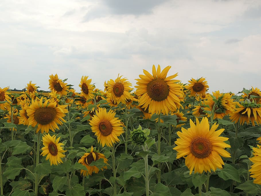 sunflower, sky, clouds, bright, yellow flowers, living nature HD wallpaper