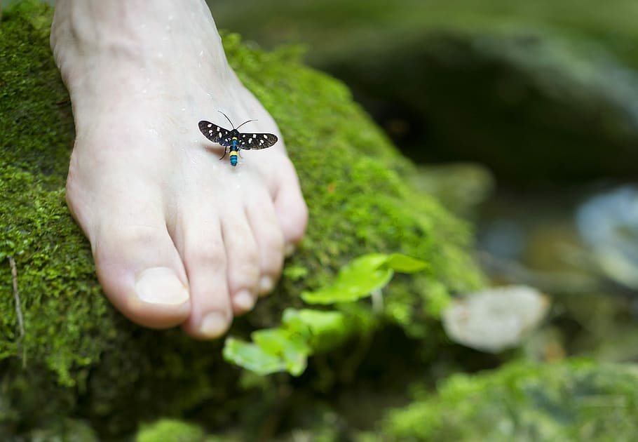 person's right foot with black and blue insect, black moth on feet HD wallpaper
