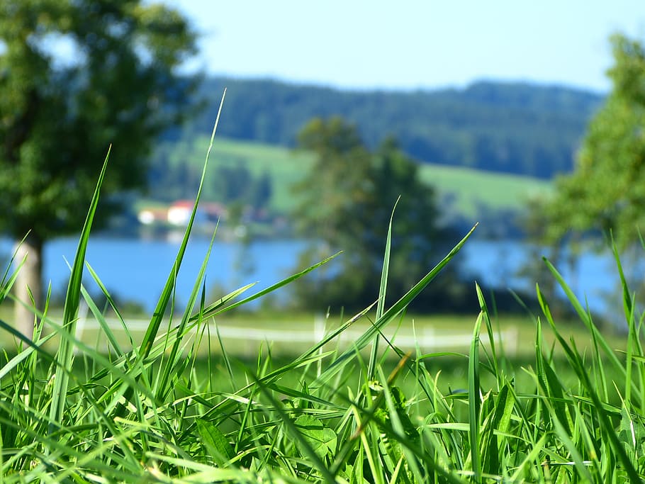 grass, close, blur, lake, allgäu, summer, warm, green, plant HD wallpaper