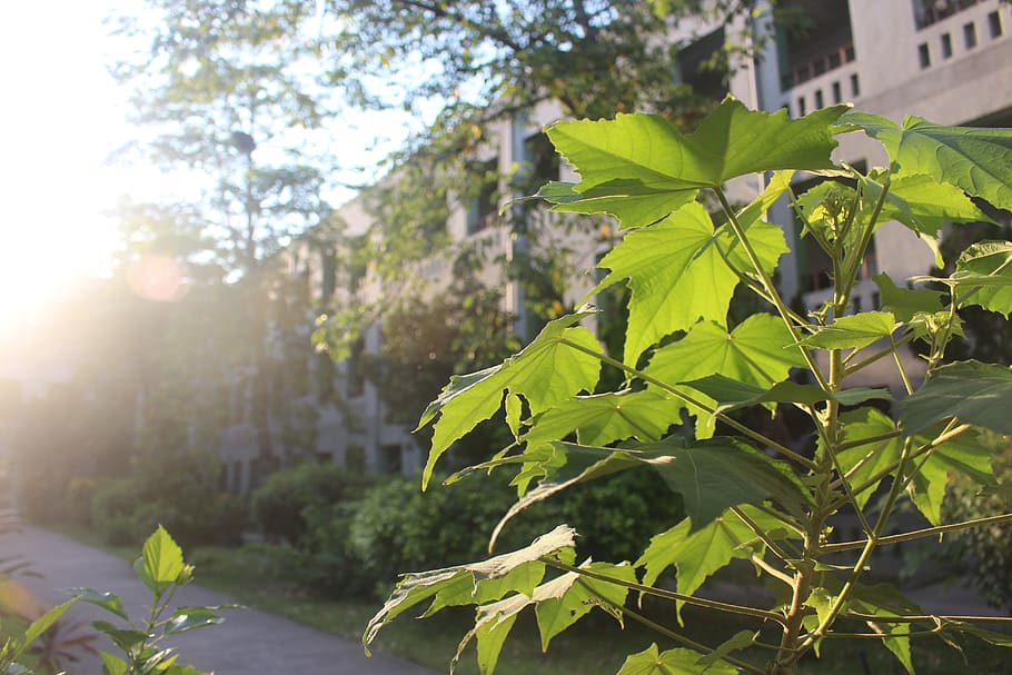 backlit fly, light and shadow, green, plant, leaf, plant part HD wallpaper