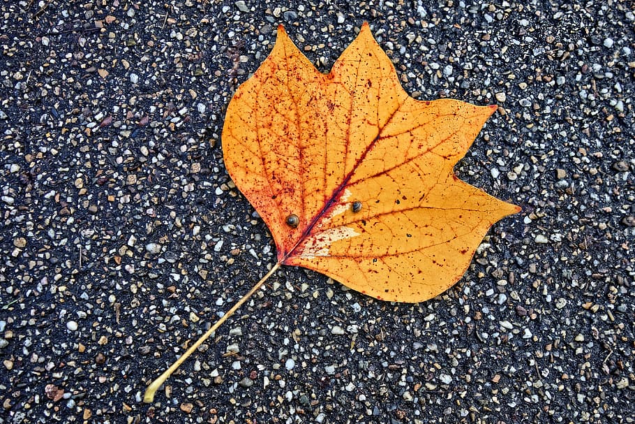 leaf, fallen leaf, road, autumn leaf, pattern, vein, snail HD wallpaper