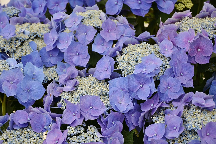purple flowers, hydrangeas, blue, garden, inflorescence, bloom HD wallpaper