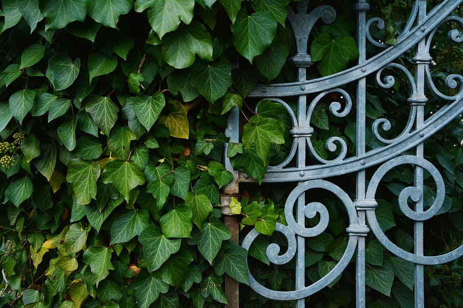 lobed-shaped green leaf vine near metal fence, wrought iron, verschnörkelt