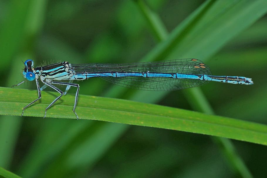 dragonfly, insect, macro, close, blue dragonfly, nature, animal themes HD wallpaper