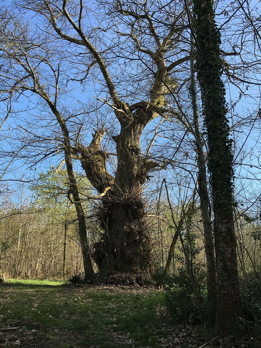 tree, millennium, forest, ancestor, spirit, plant, land, tranquility HD wallpaper
