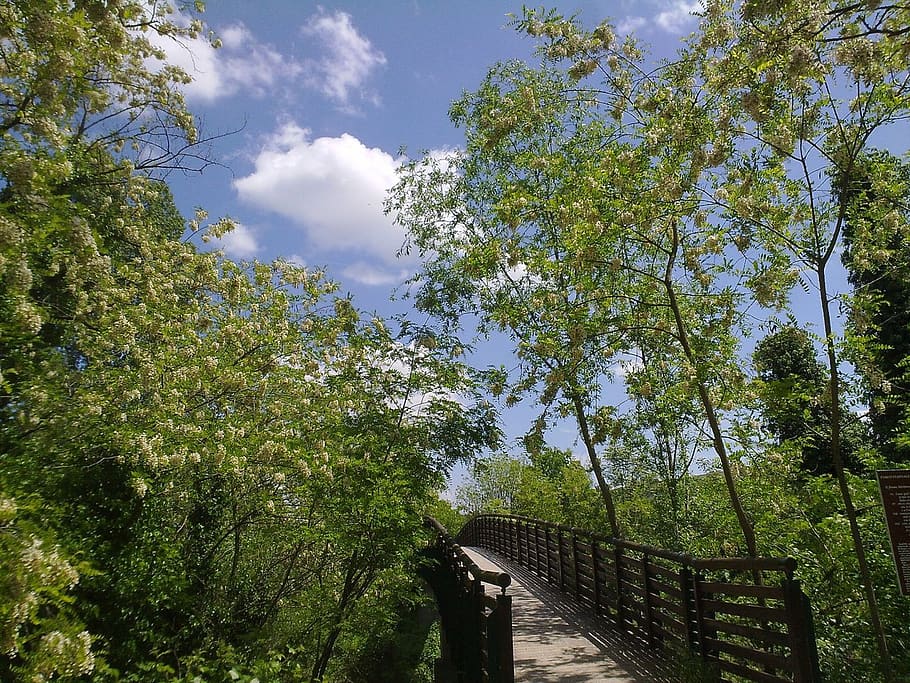 bridge, river, green, sky, clouds, park, the form of clouds HD wallpaper