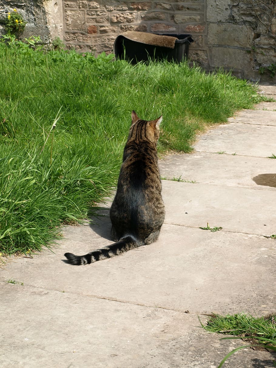 cat, wait, sit, relaxed, rest, quiet, time, domestic cat, pet HD wallpaper