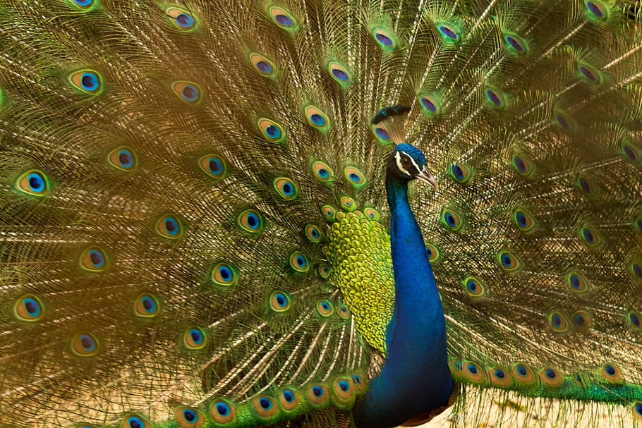 blue and green peacock, bird, nature, animal, feather, pattern