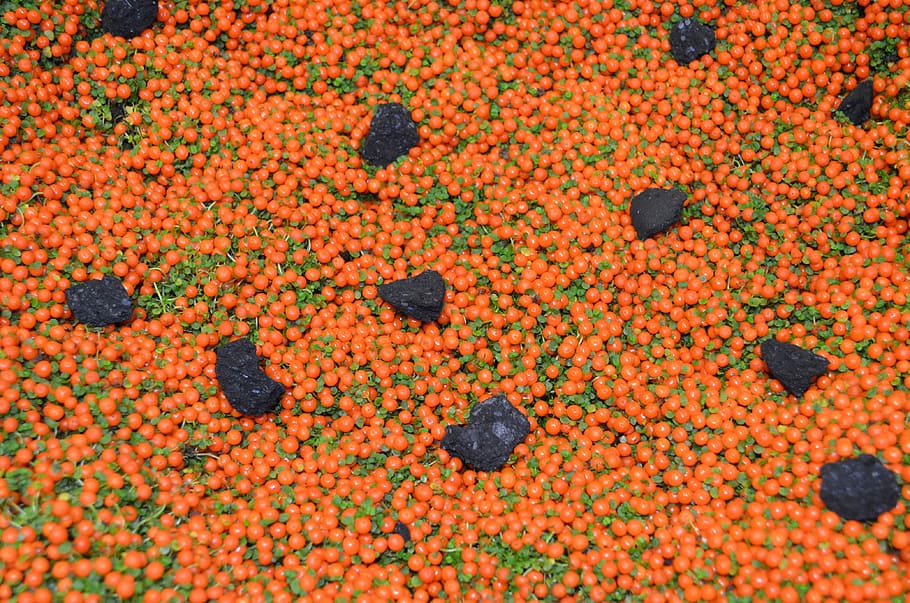 Nertera, Lava Stone, Contrast, black, orange, background, potted plant HD wallpaper