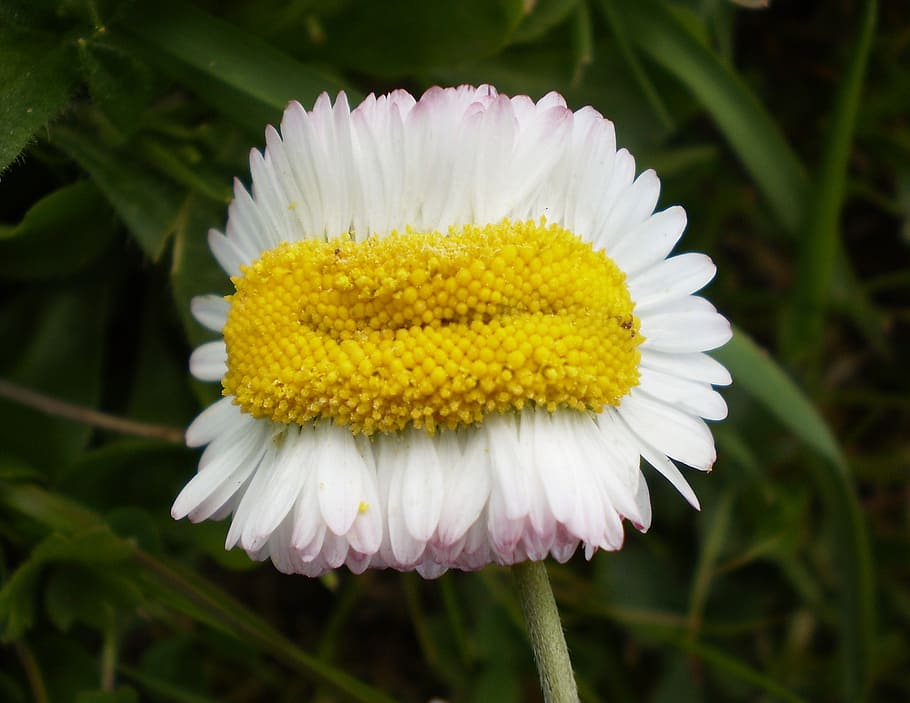 mutant daisy, flower, bloom, macro, spring, blooming, blossom HD wallpaper