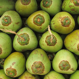 coconuts, fruit, green, seed, drupe, tropical, exotic, shiggaon HD wallpaper