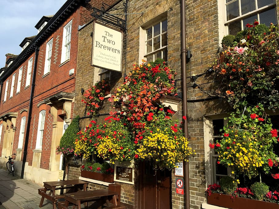Windsor, Pub, Fall, flower, building exterior, architecture HD wallpaper