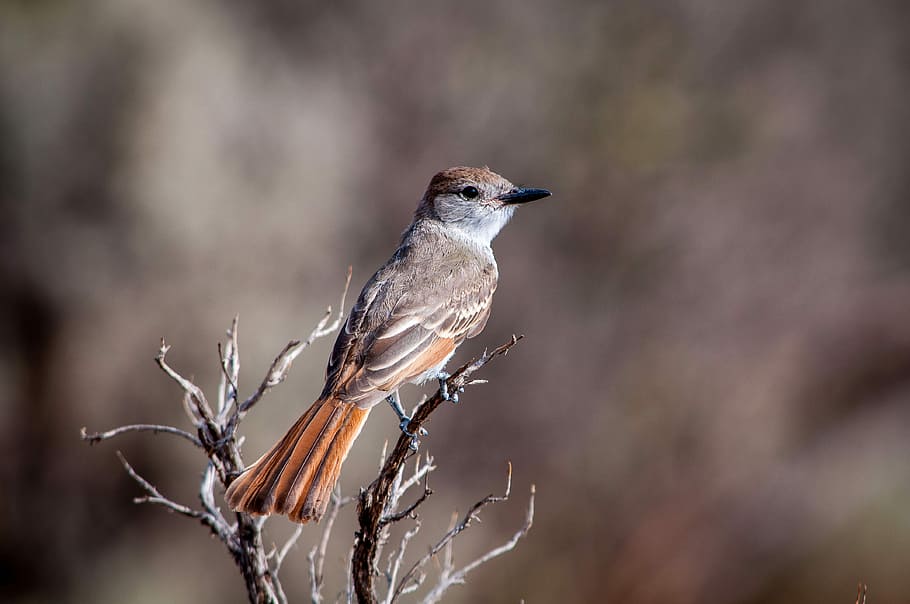 Bird on branch in Santa Fe, New Mexico, avian, photos, public domain