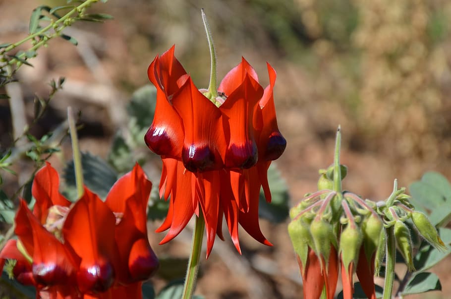 Sturt'S Desert Pea, Pea, Flower, red, australian, floral, native, HD wallpaper