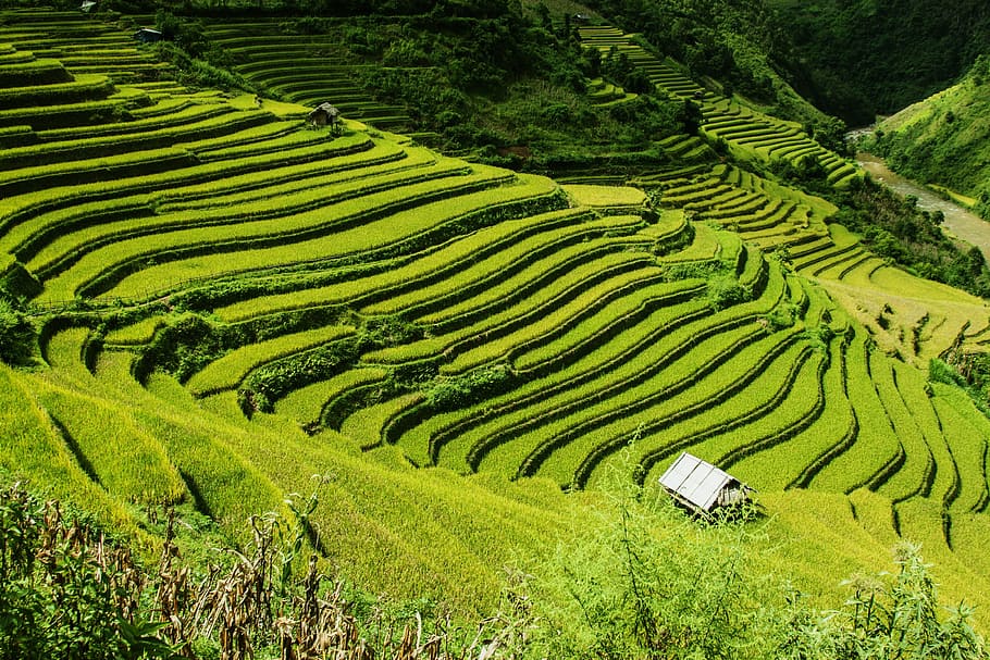 HD wallpaper: rice terraces, landscape photography of Rice Terraces