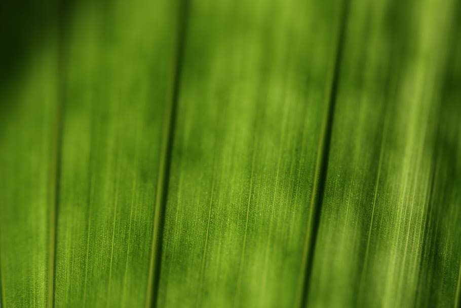 green, plant, leaf, macro, structure, structures, nature, green Color HD wallpaper