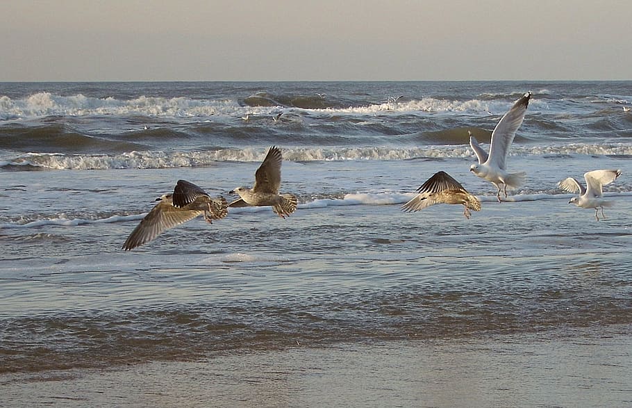 Seagulls, Sea, Beach, bird, nature, water, animal, wave, animals And Pets HD wallpaper