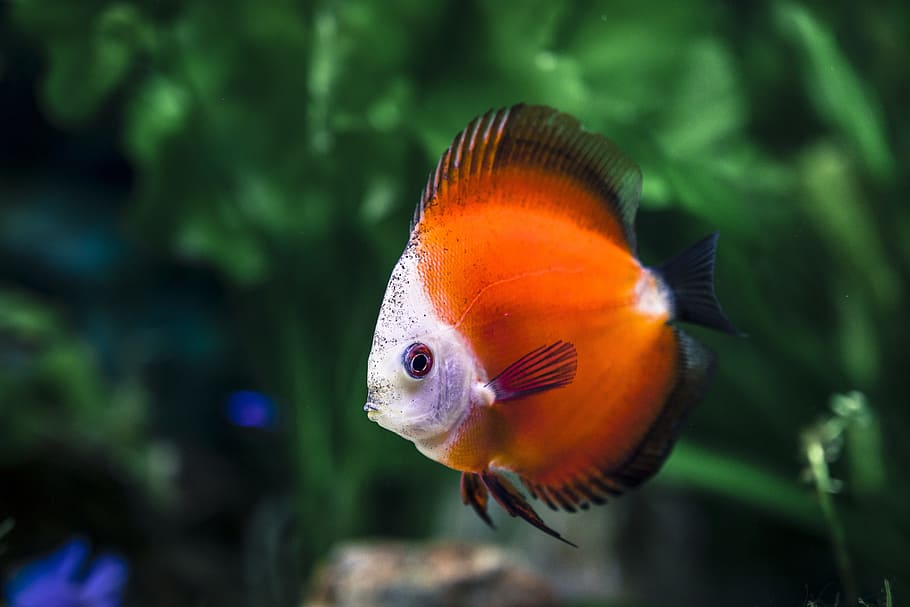 animal, blurred background, closeup, fish, fish tank, isolated HD wallpaper