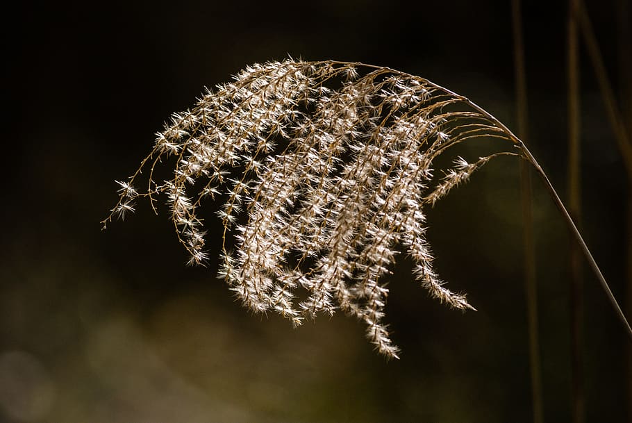 nature, shadow, light, contrast, color, against the light, plant HD wallpaper