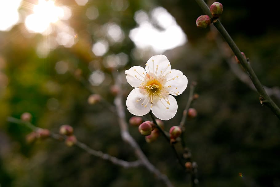 selective focus photography of white petaled flower plant, selective focus photography of white petaled flower HD wallpaper