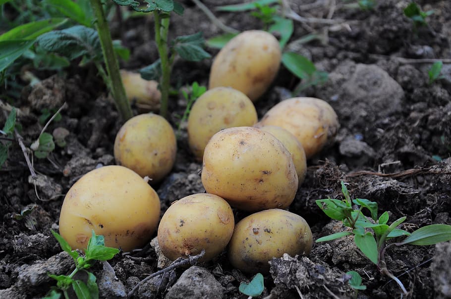 potato, potato pictures, potatoes, potatoes field, garden, food and drink, HD wallpaper