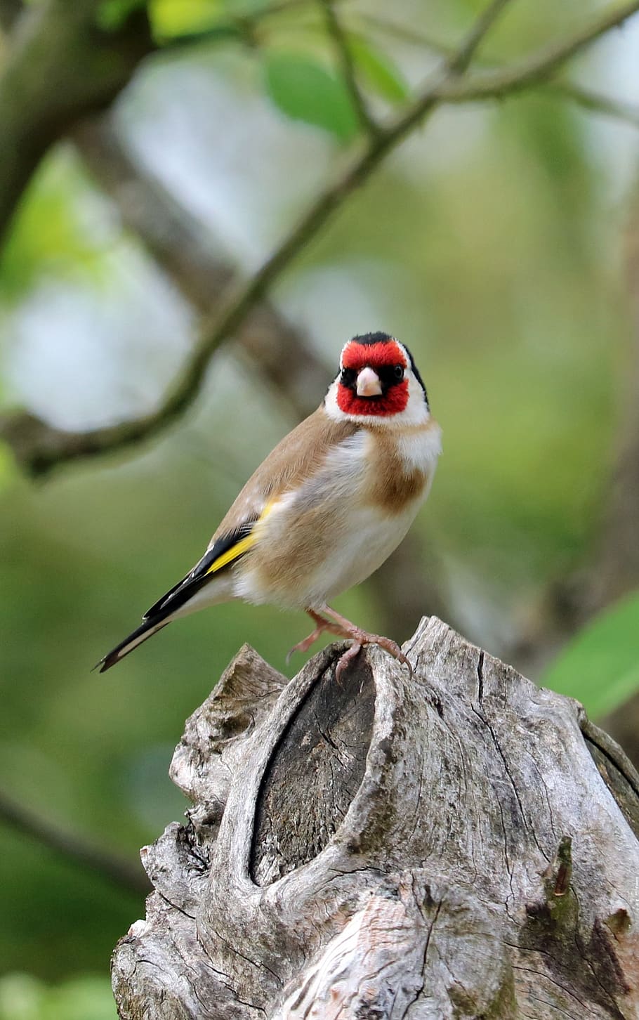 HD wallpaper: goldfinch, song bird, garden bird, colourful, vertebrate,  animals in the wild | Wallpaper Flare