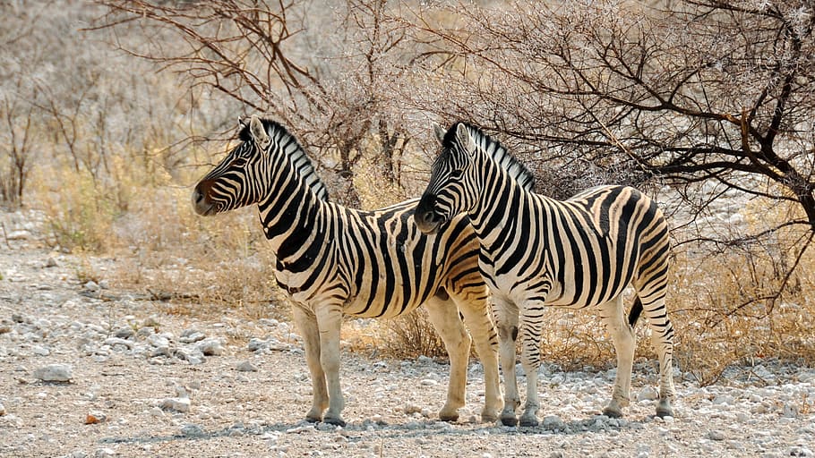 selective focus photography of two zebras on forest, africa, namibia, HD wallpaper
