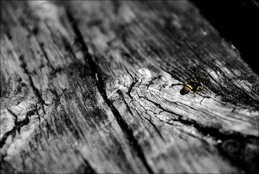 sw, bee, wood, wood - material, invertebrate, selective focus HD wallpaper