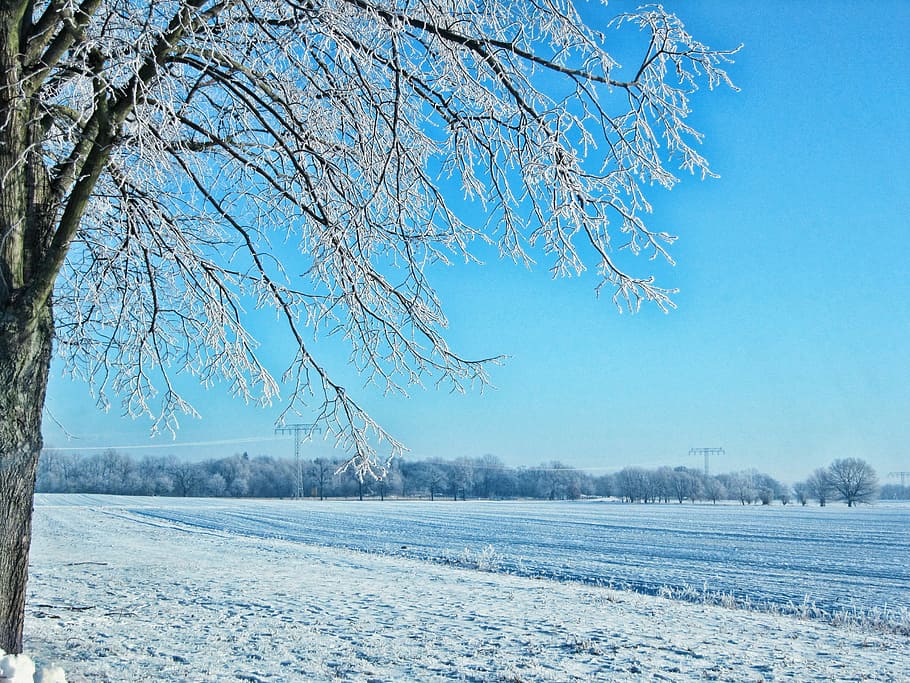 Field, Tree, Winter, Snow, Brandenburg, landscape, blue, fields HD wallpaper
