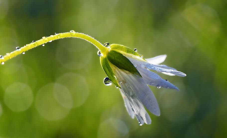photography of white flower, plant, nature, live, close-up HD wallpaper